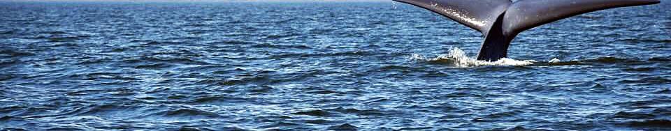 Controtendenza Banner Viaggi 53